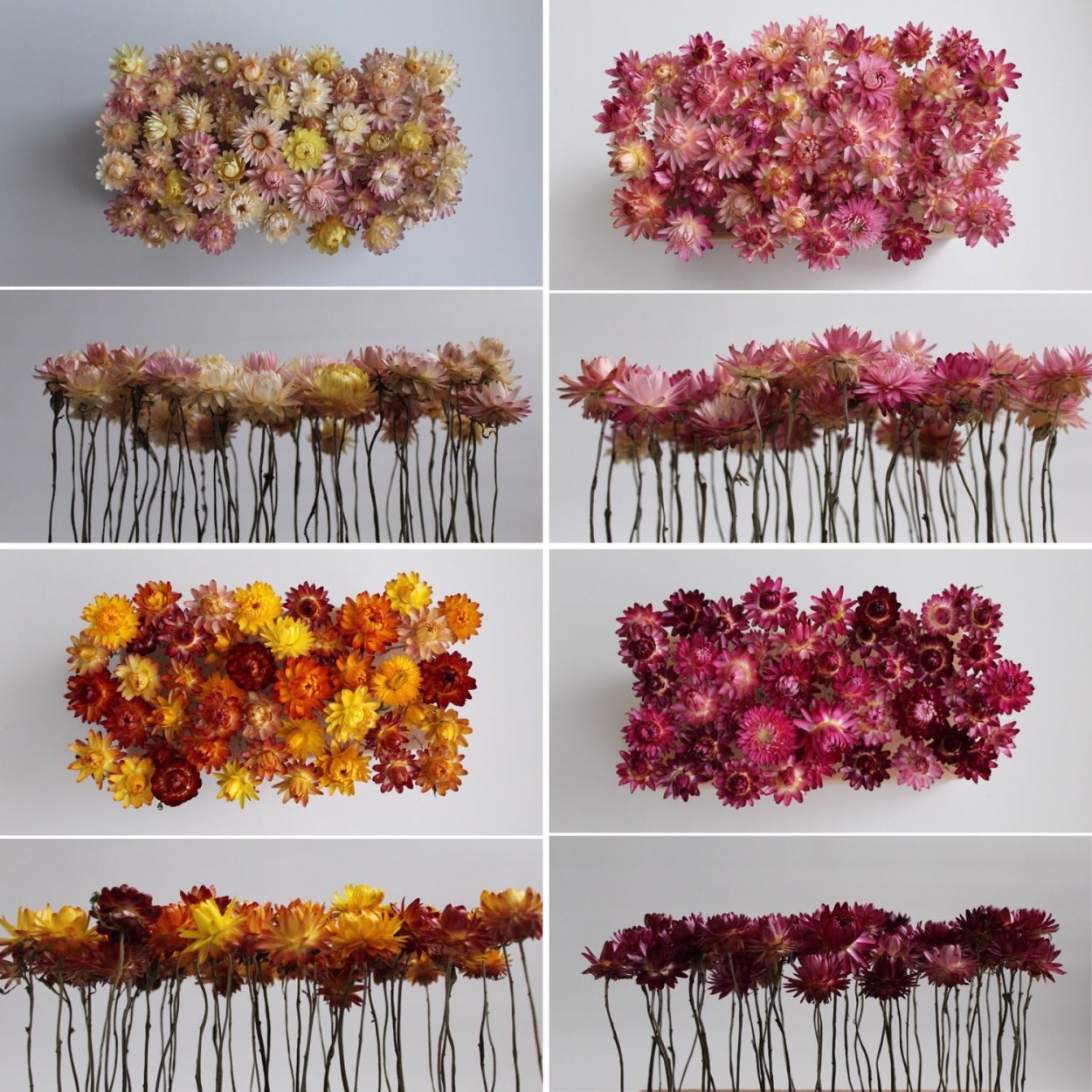 Гелихризум сухой