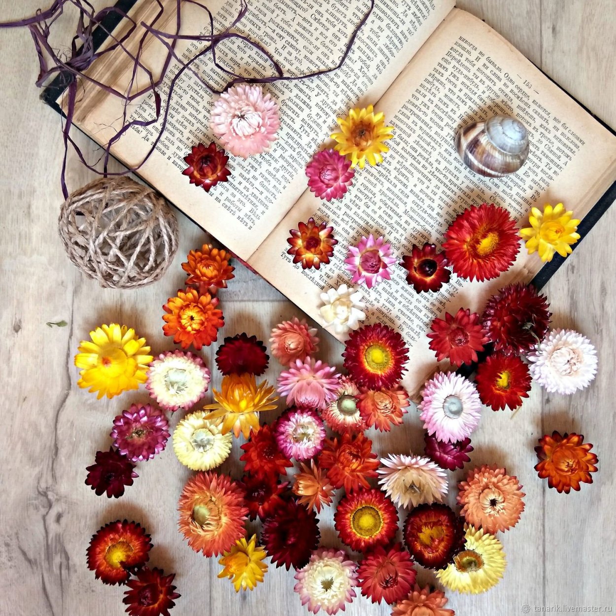 Гелихризум бессмертник сухоцветы