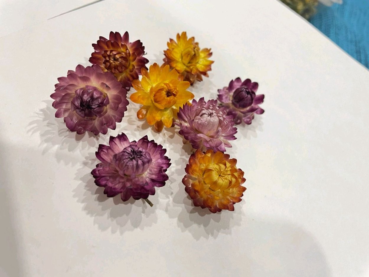 Цветы сухоцветы гелихризум