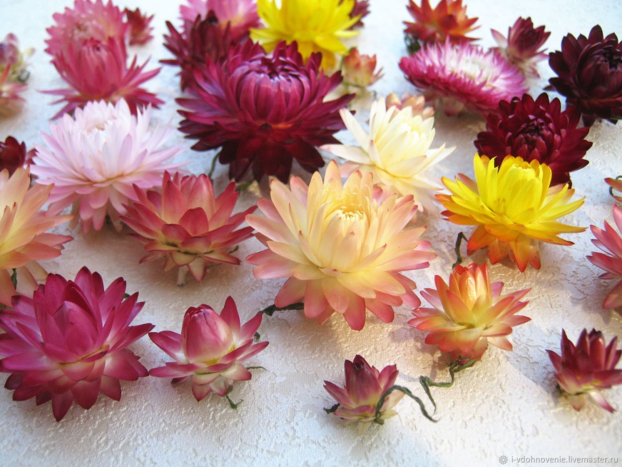 Гелихризум сухоцвет