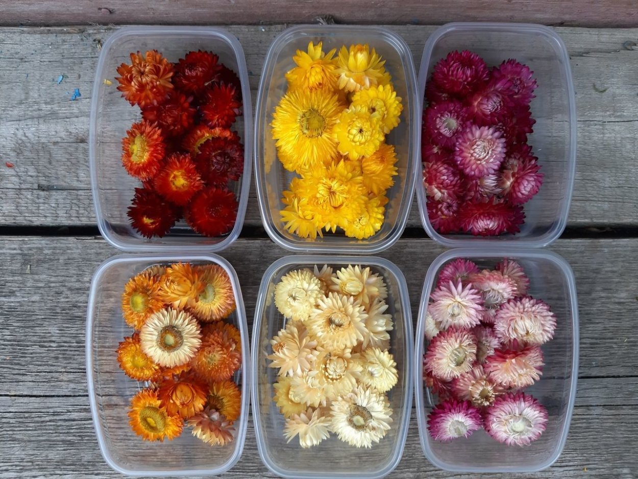 Цветы сухоцветы гелихризум