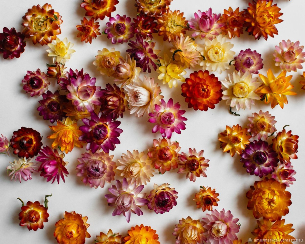 Гелихризум сухоцвет