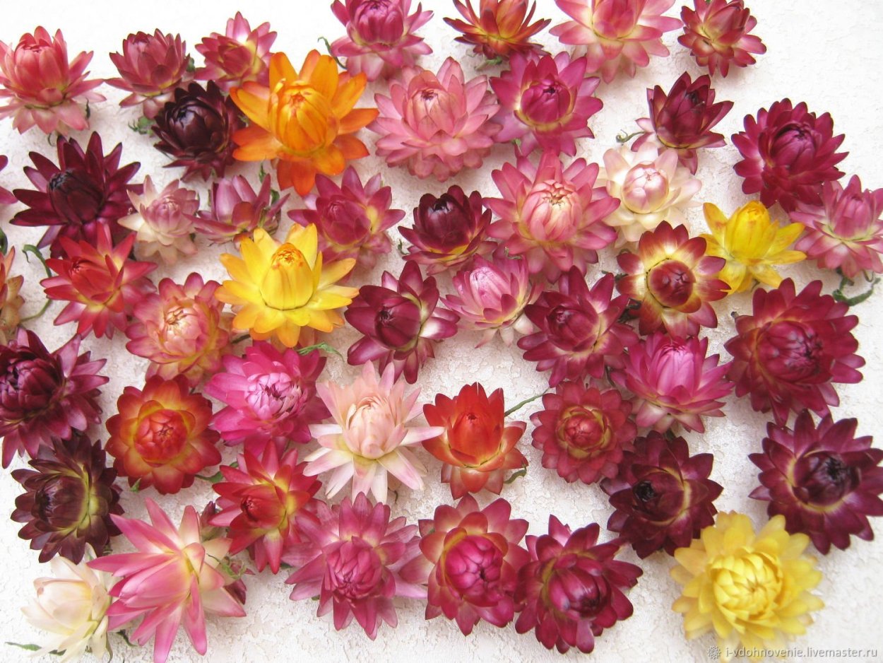 Гелихризум бессмертник сухоцветы