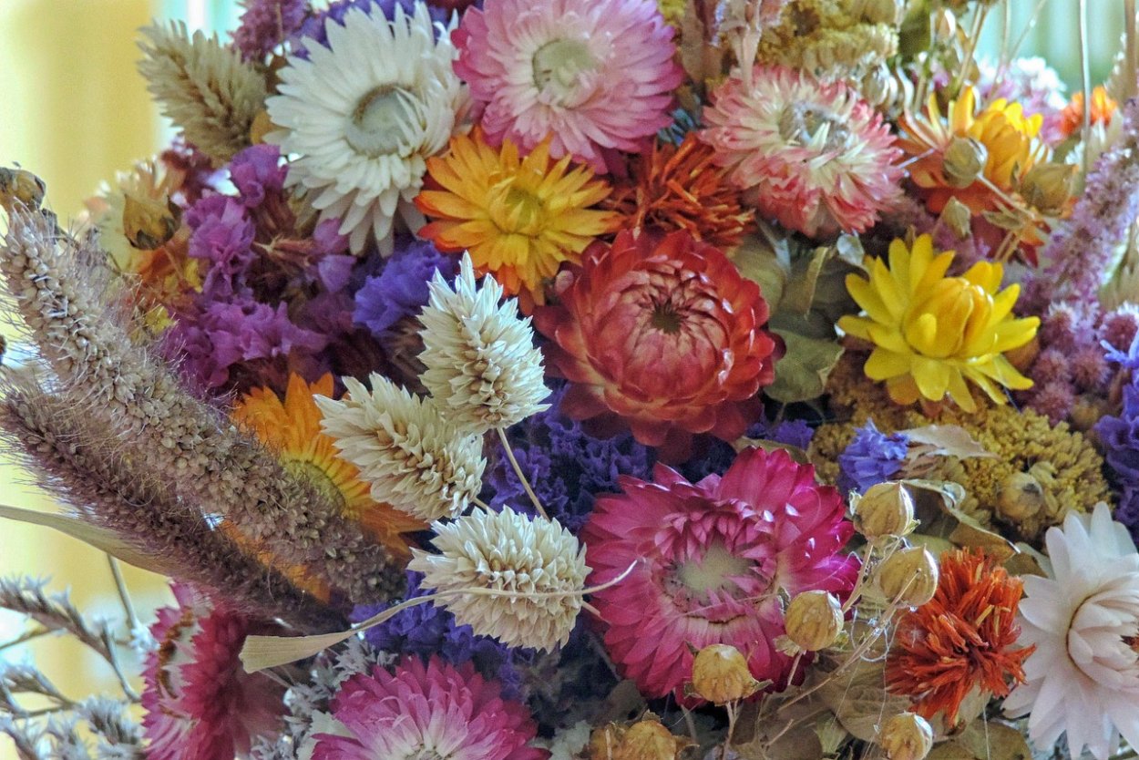 Гелихризум бессмертник