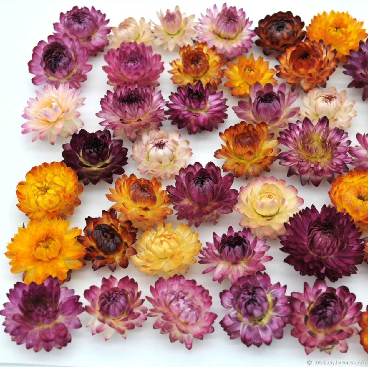 Эриантус сухоцвет