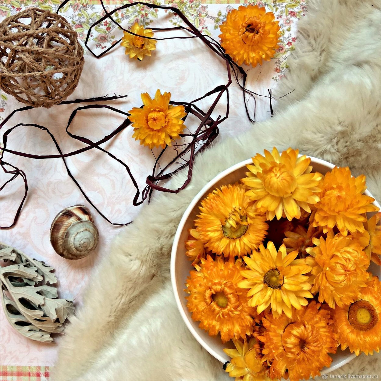 Гомфрена шаровидная