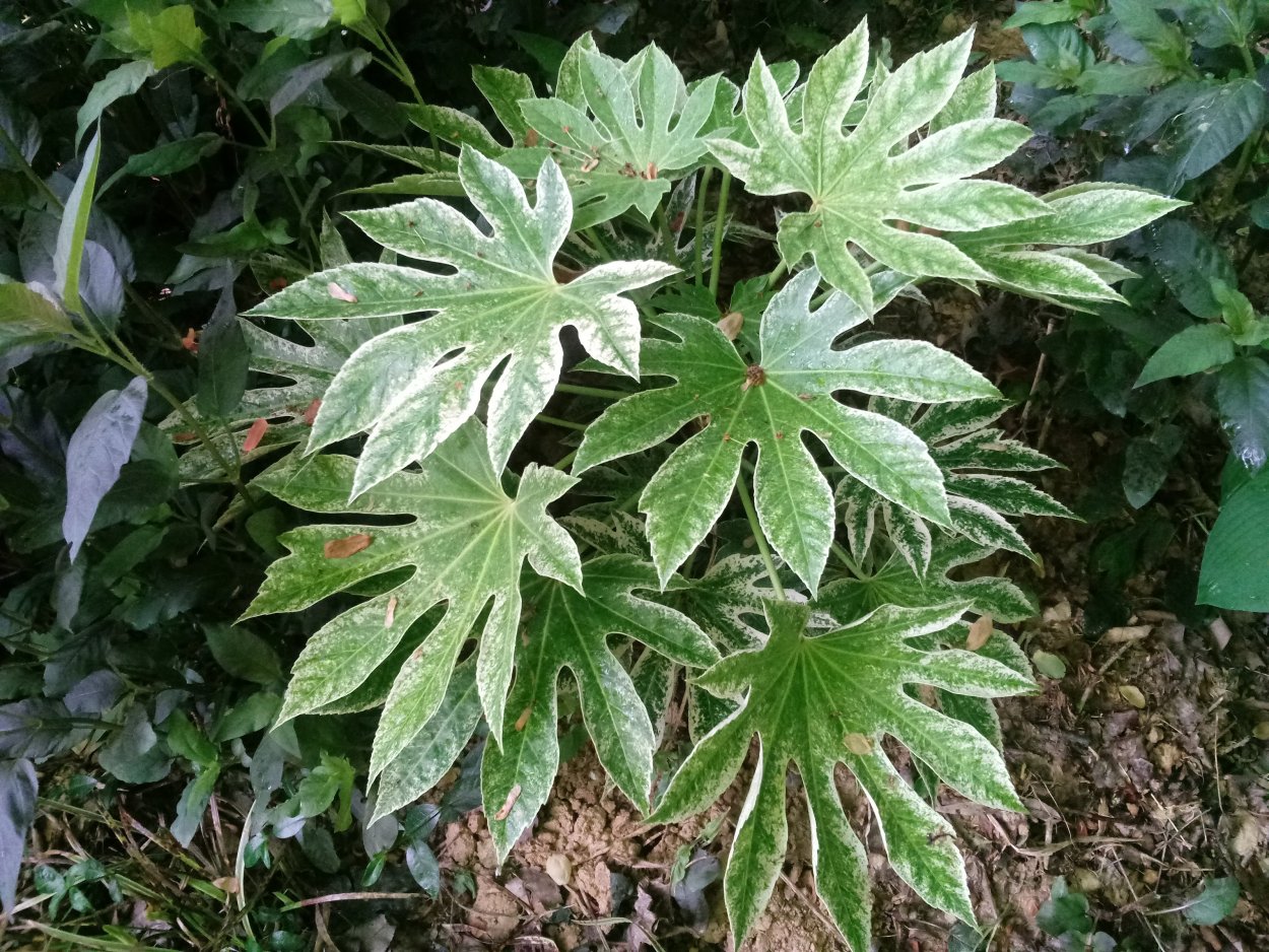 Фатсия (Fatsia)