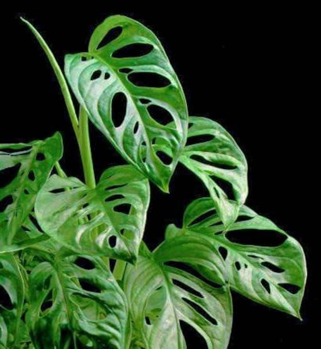 Кодиеум Экселент цветок