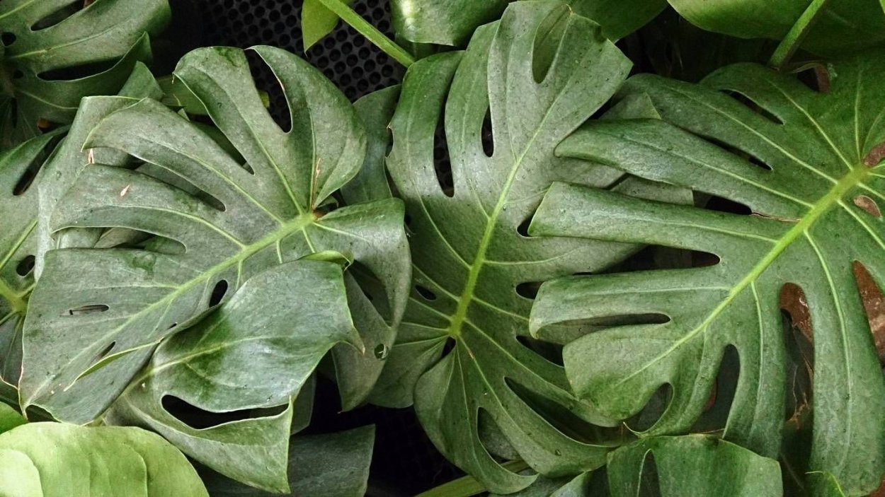 Монстера деликатесная лист