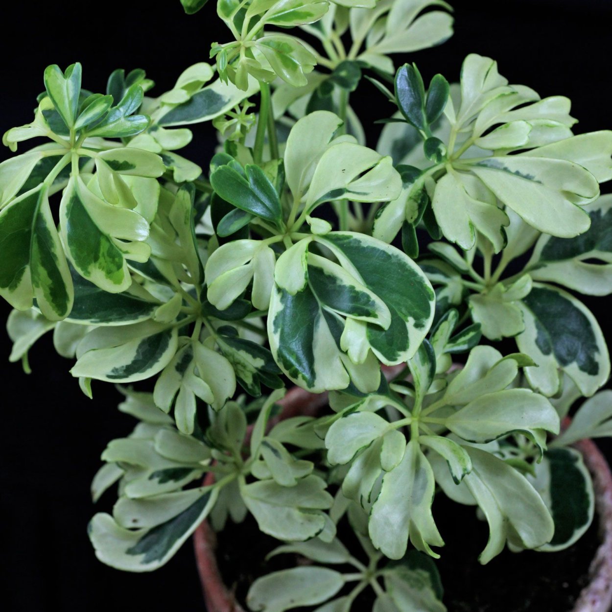 Фатсия Fatsia japonica Spider's web