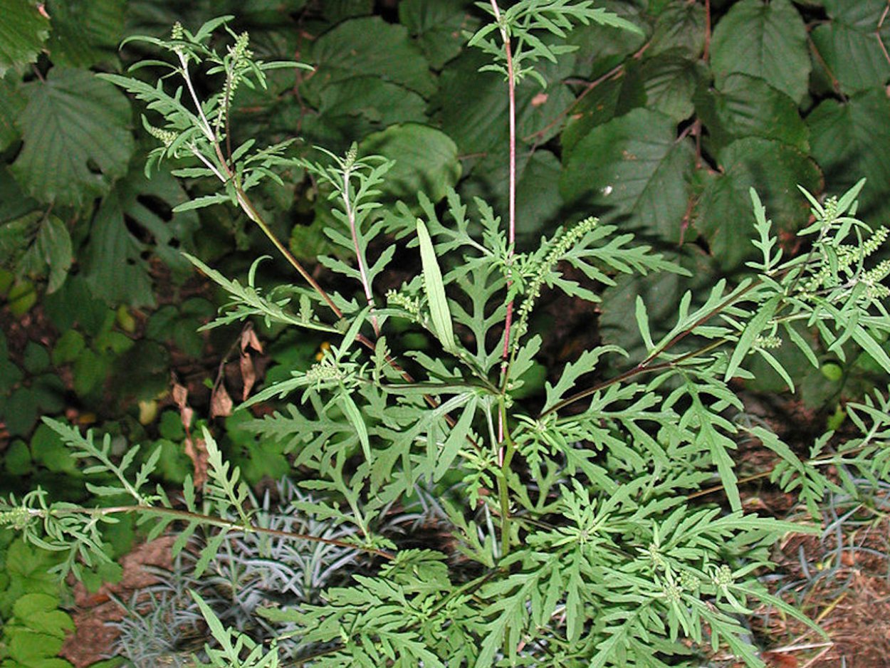 Алоказия Амазоника