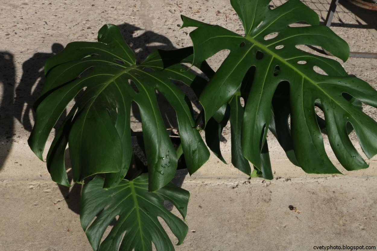 Комнатное растение с листьями похожими на кленовые