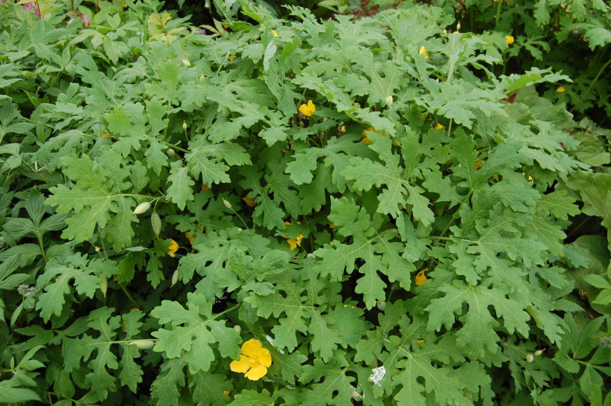 Монстера мужегон