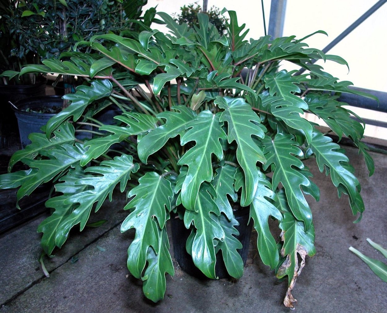 Монстера Борситжиана