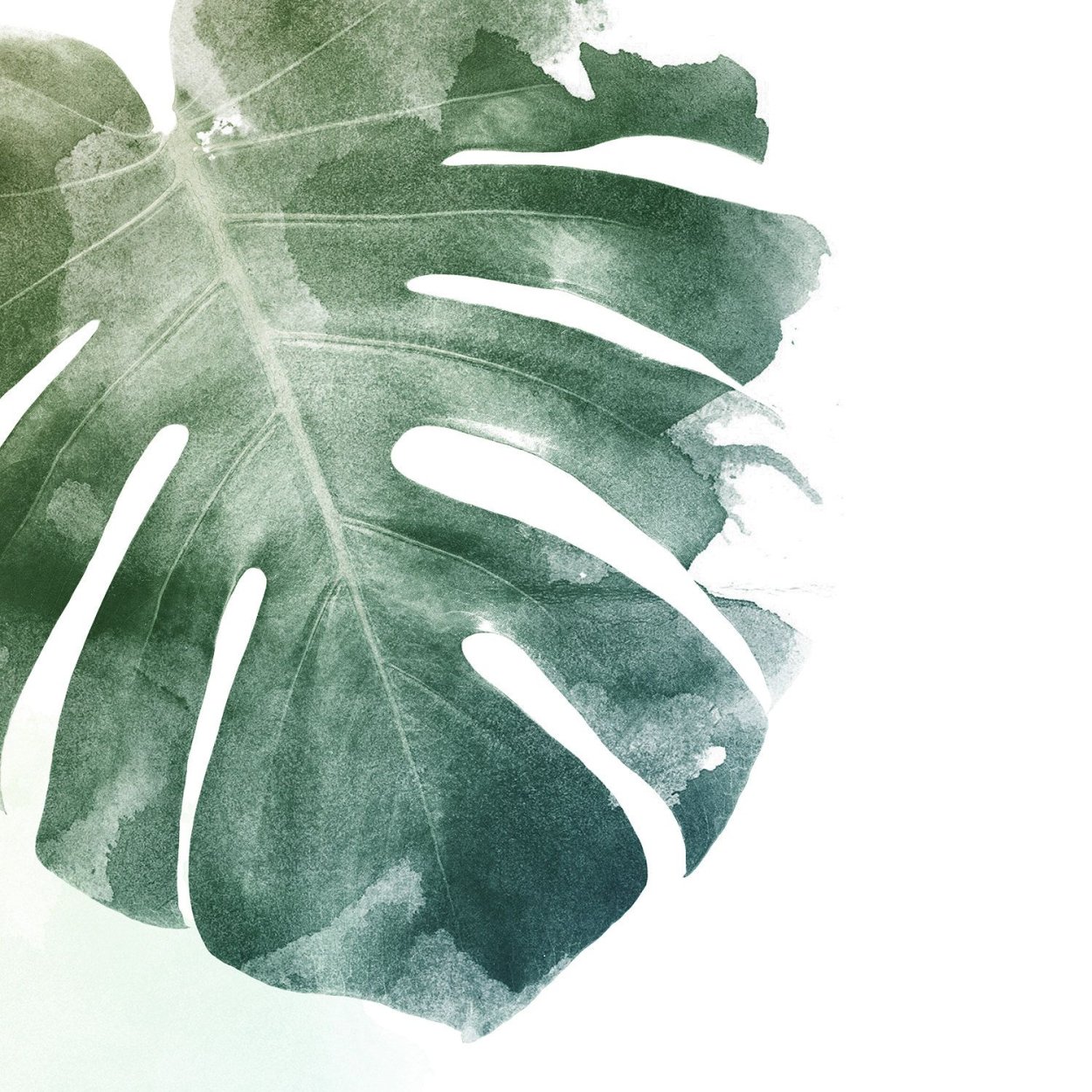 Монстера Пертусум