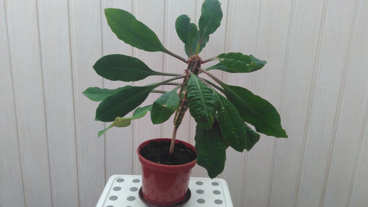 Молочай беложильчатый (Euphorbia leuconeura)