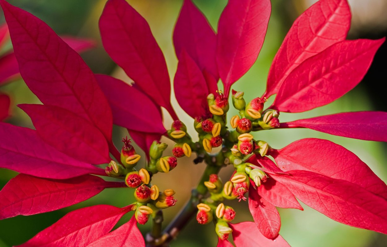 Молочай миля вариегатный