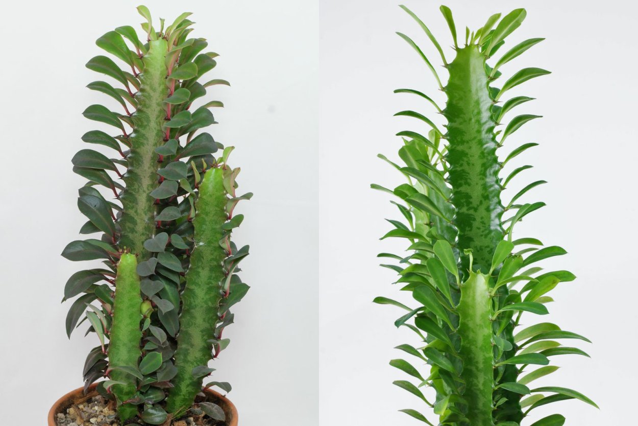 Молочай цветок комнатный отростки