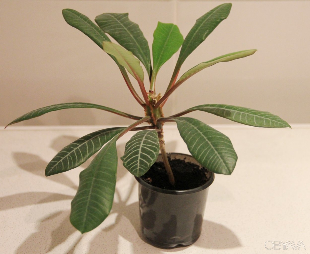 Эуфорбия молочай