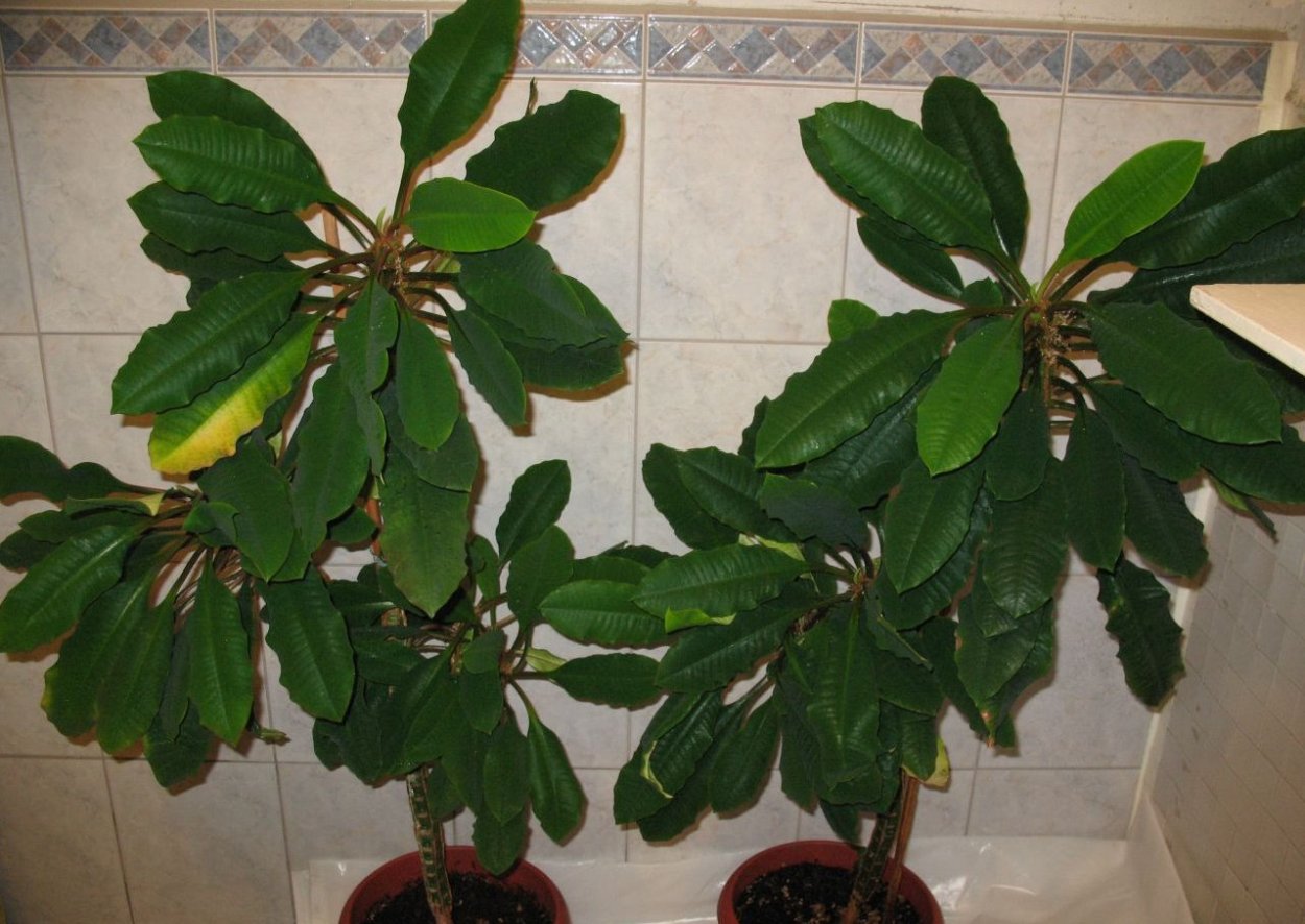 Молочай беложильчатый