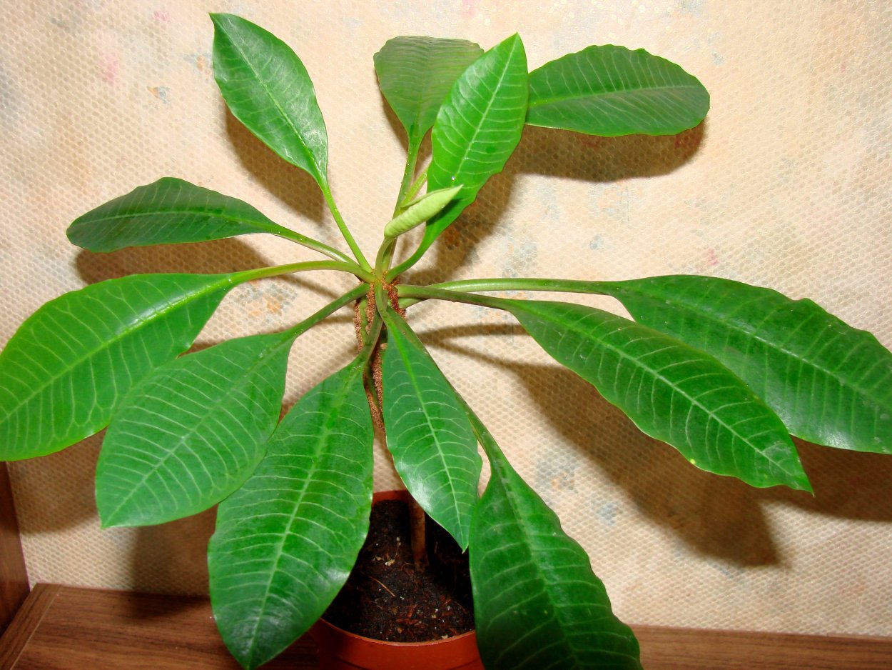 Эуфорбия молочай трёхгранный