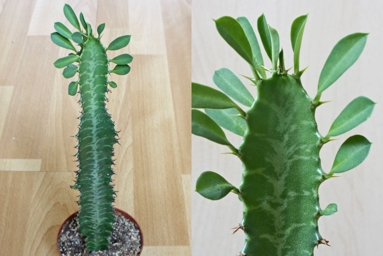 Молочай гребенчатый отростки