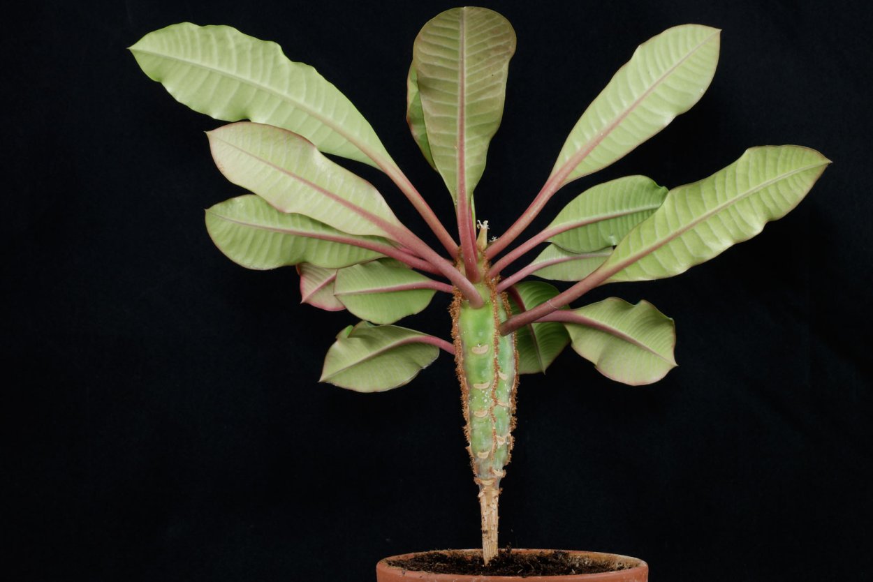 Молочай беложильчатый