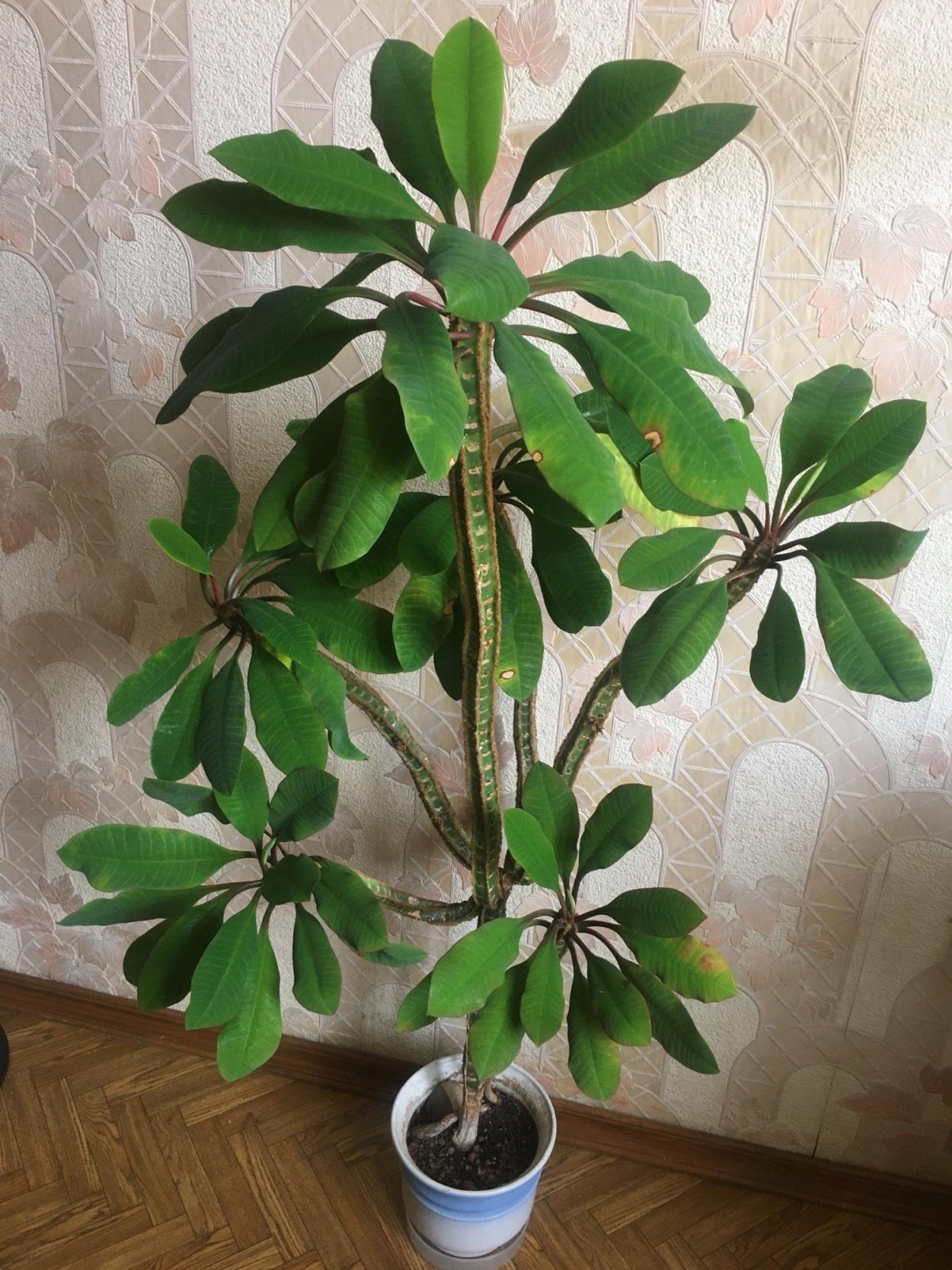 Молочай беложильчатый Родина растения