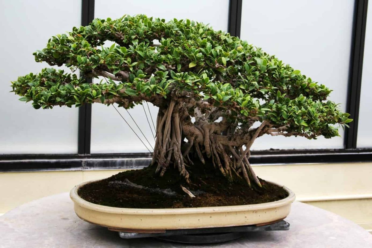 Фикус microcarpa бонсай