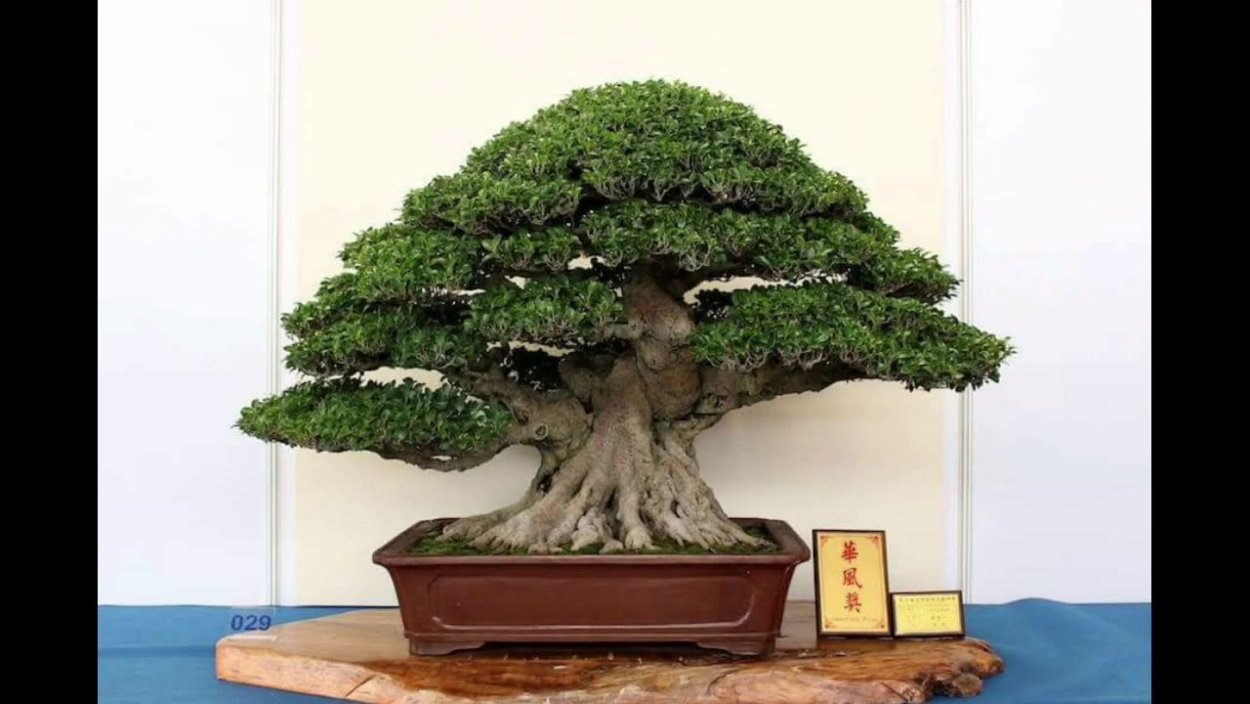 Ficus microcarpa Bonsai Tree.