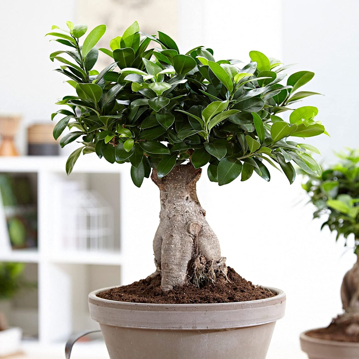 Ficus rubiginosa Bonsai