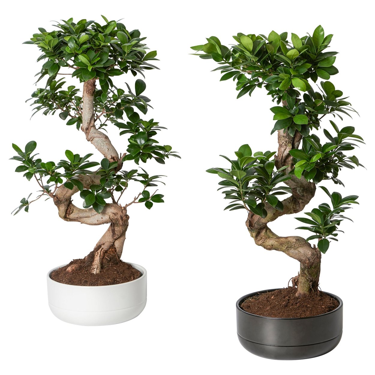 Ficus Ginseng Bonsai
