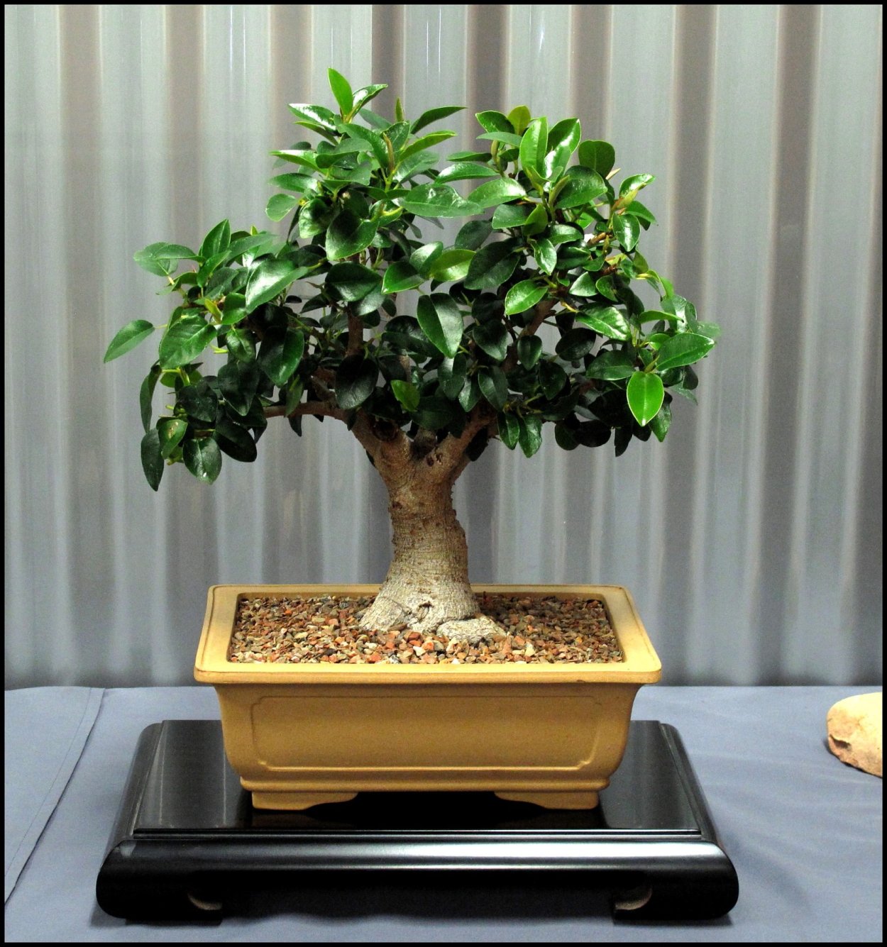 Ficus rubiginosa Bonsai