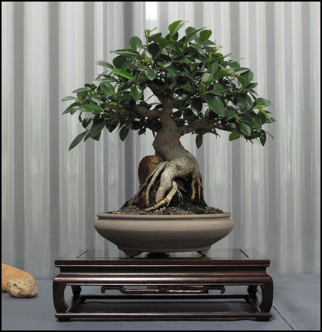 Ficus rubiginosa Bonsai