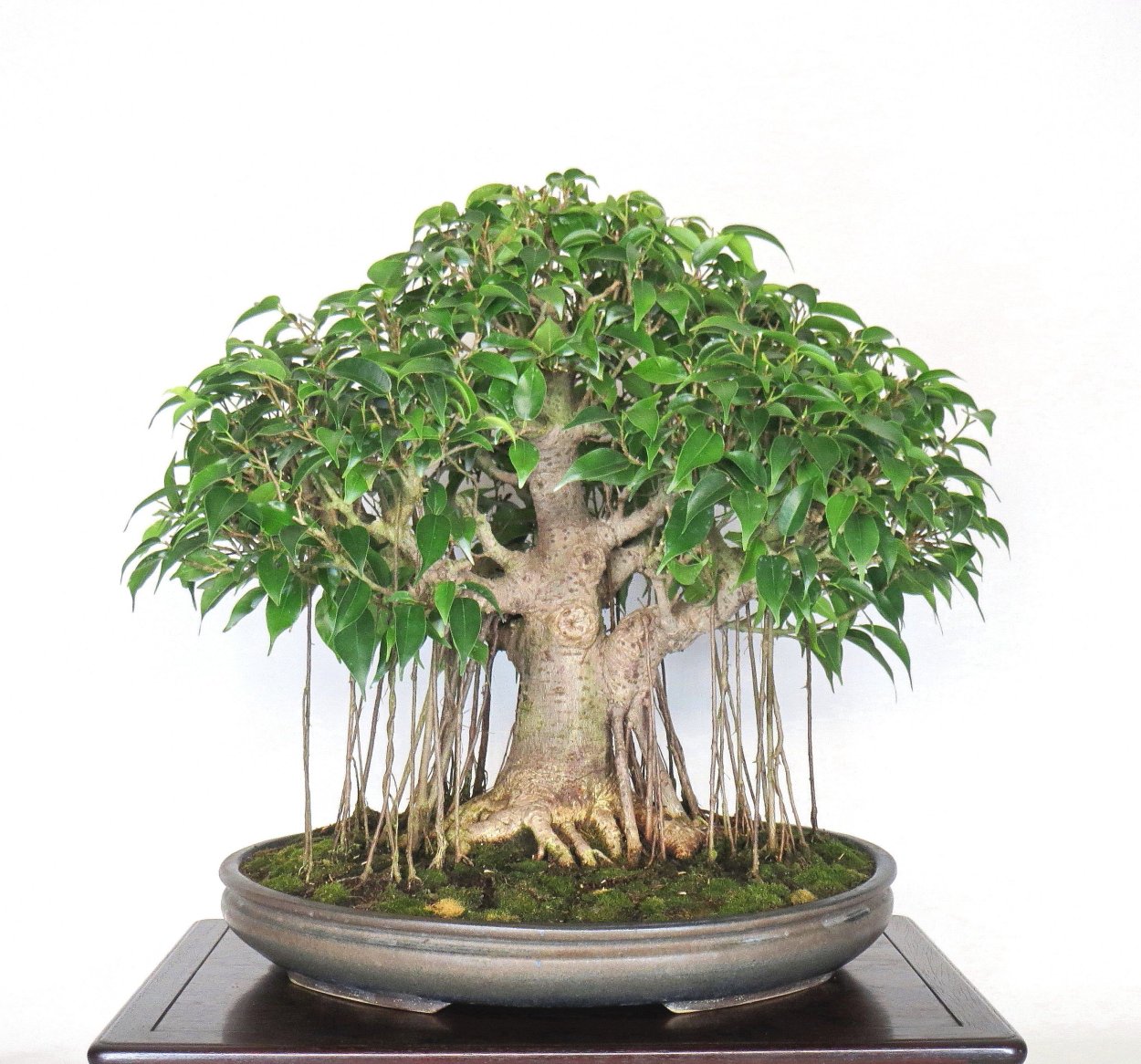 Ficus Laguna