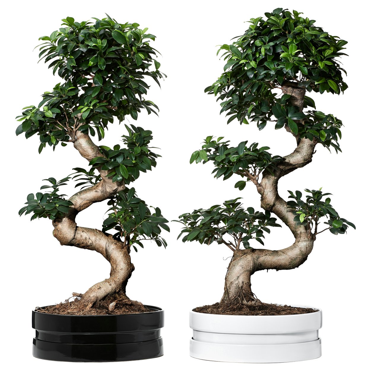 Ficus Bonsai book