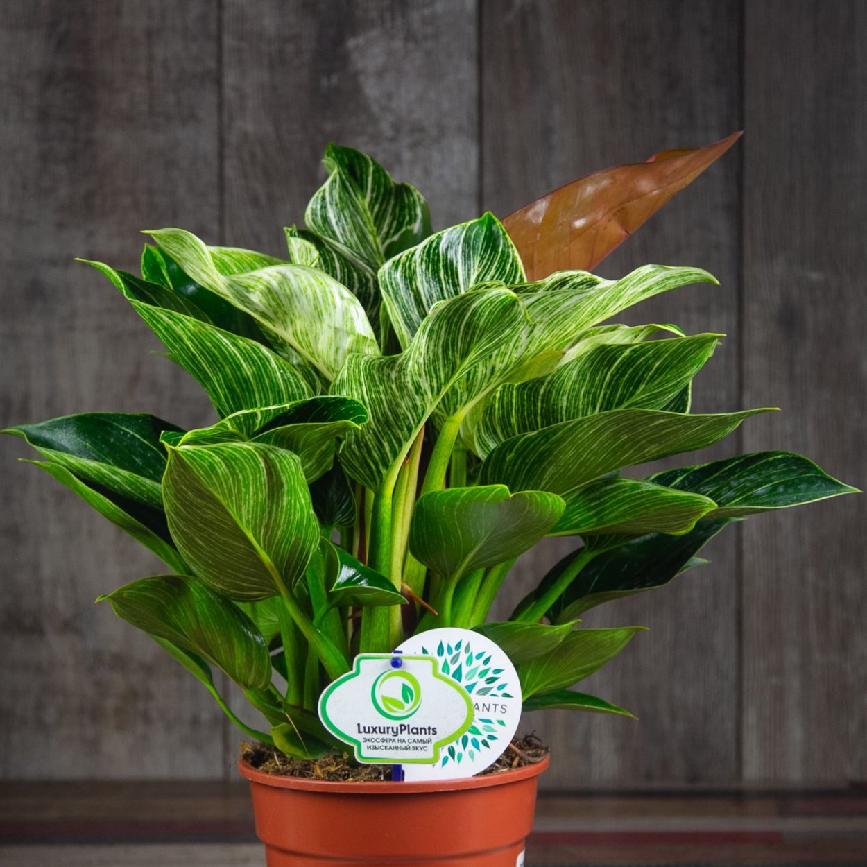 Филодендрон Биркина