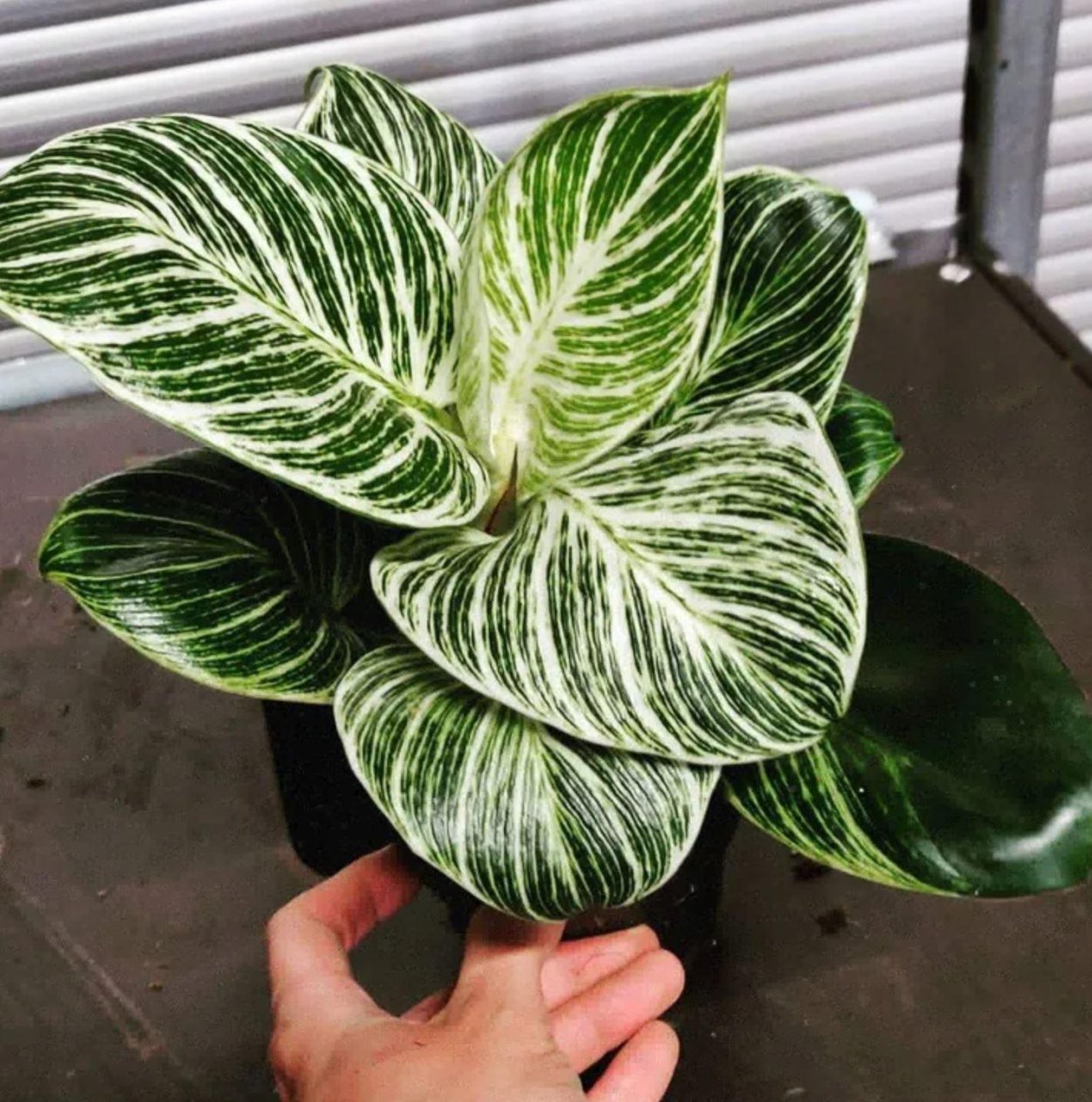 Цветок Филодендрон Биркин