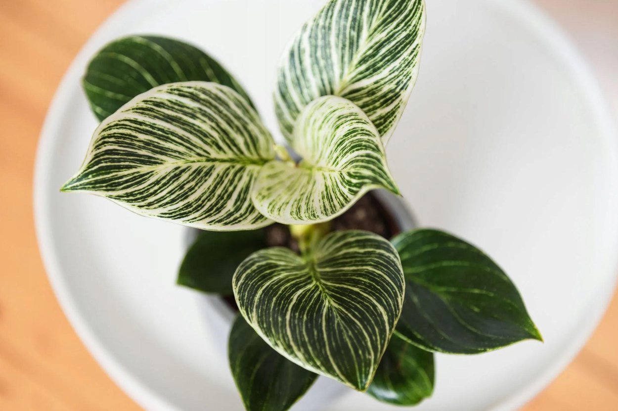 Филодендрон Вайт Вейв