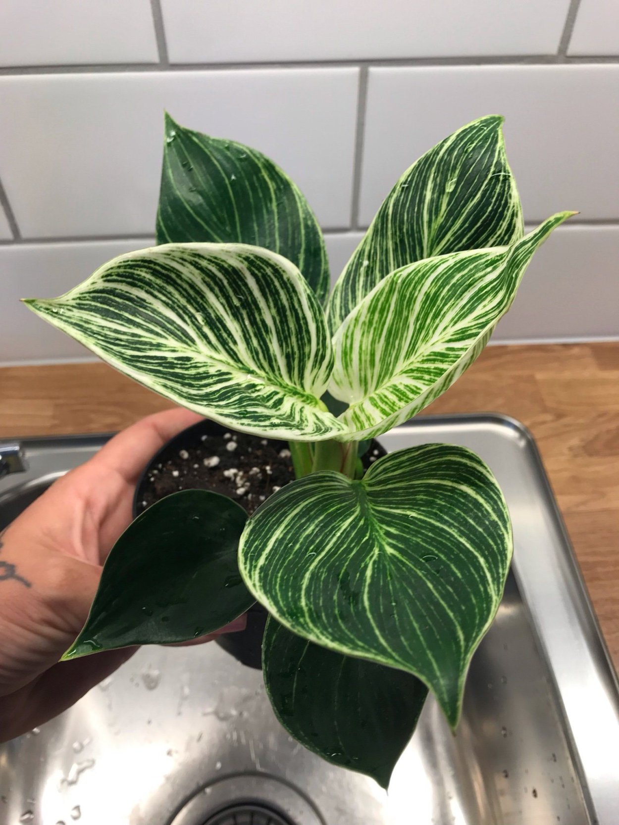 Биркин двухцветные