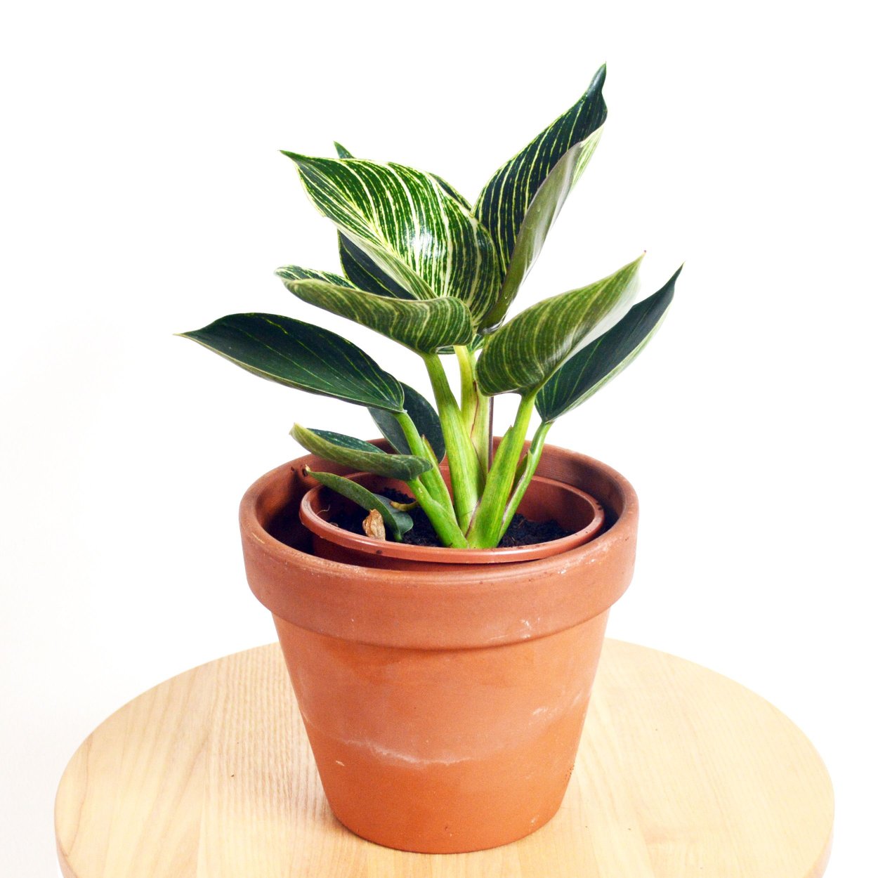 Сумка Биркин