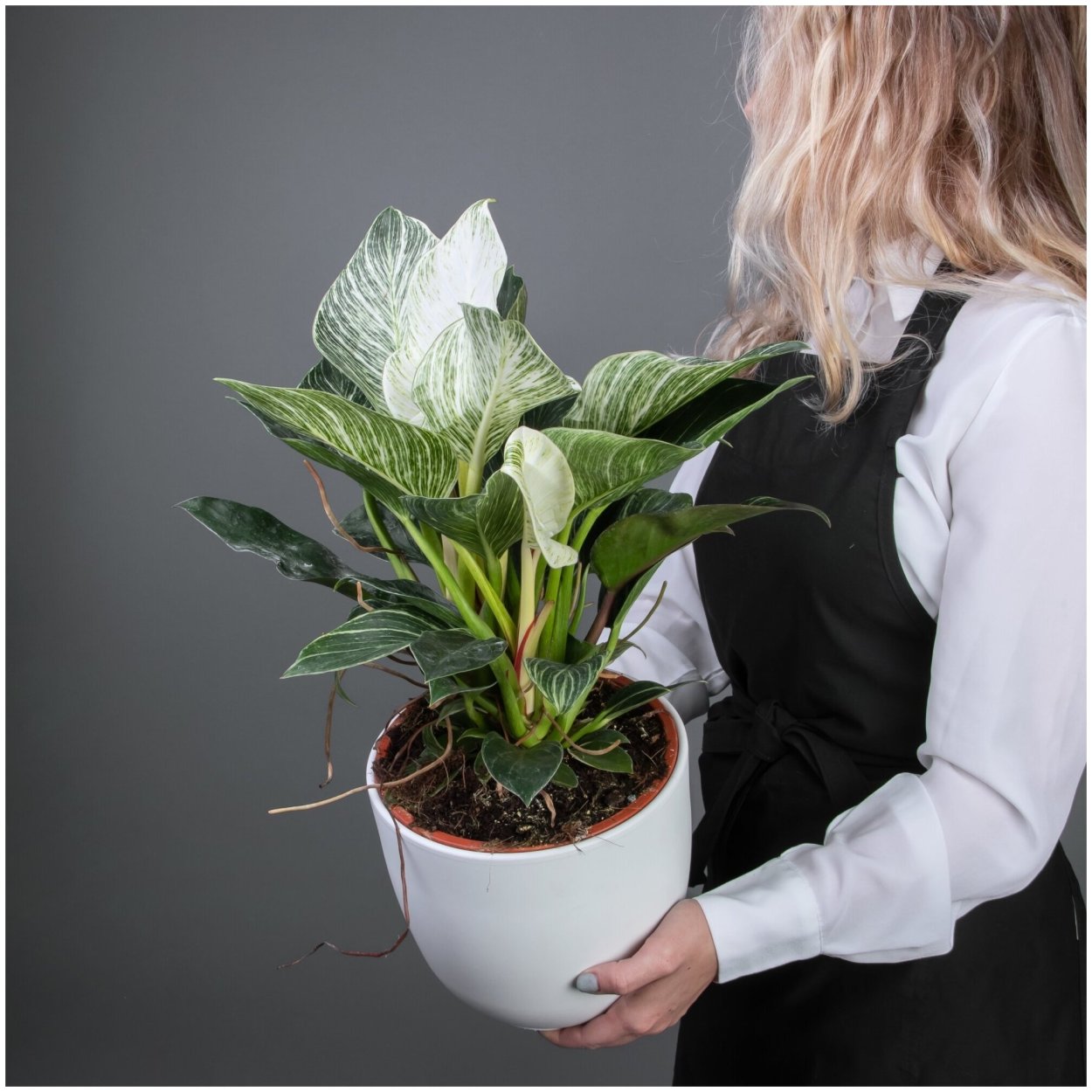 Филодендрон Вайт кнайт