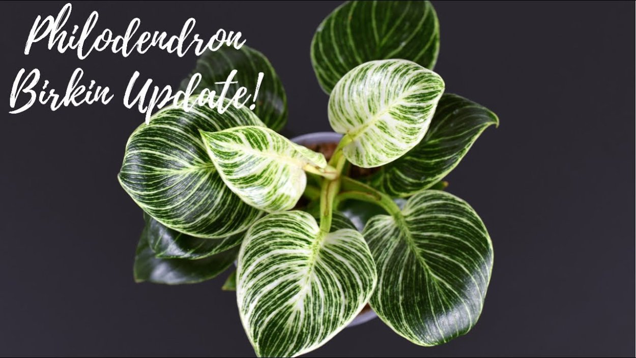 Филодендрон Биркин 15/