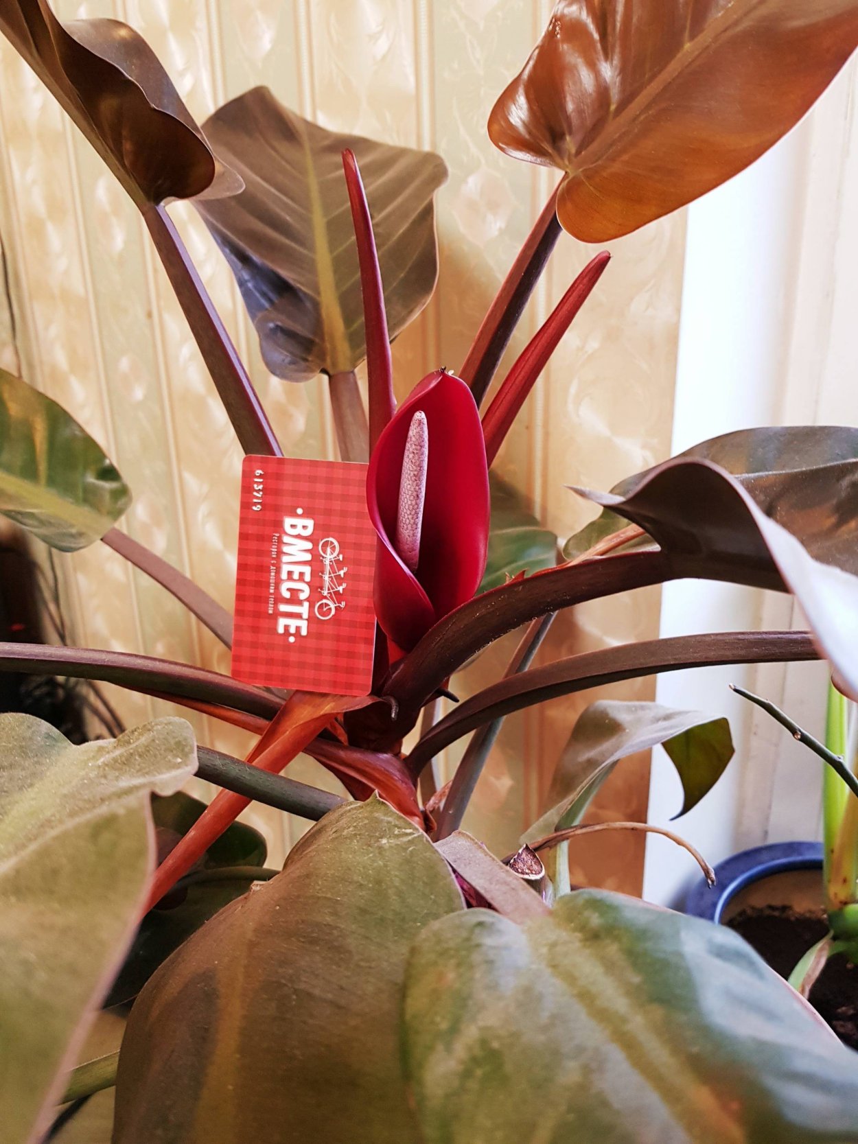 Филодендрон Сильвер принцесс