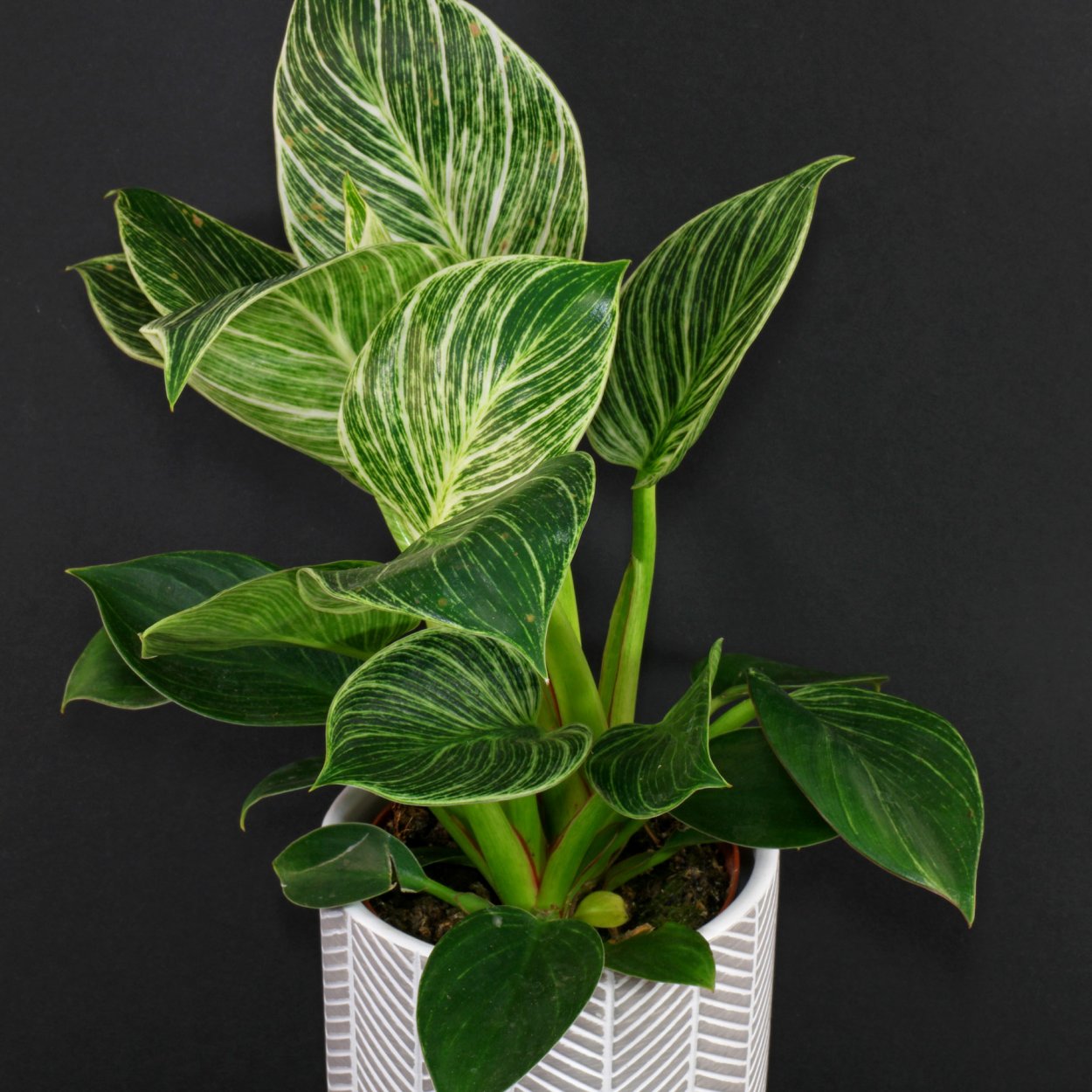 Филодендрон Биркин