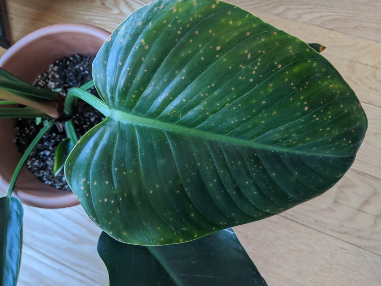 Биркин цветок