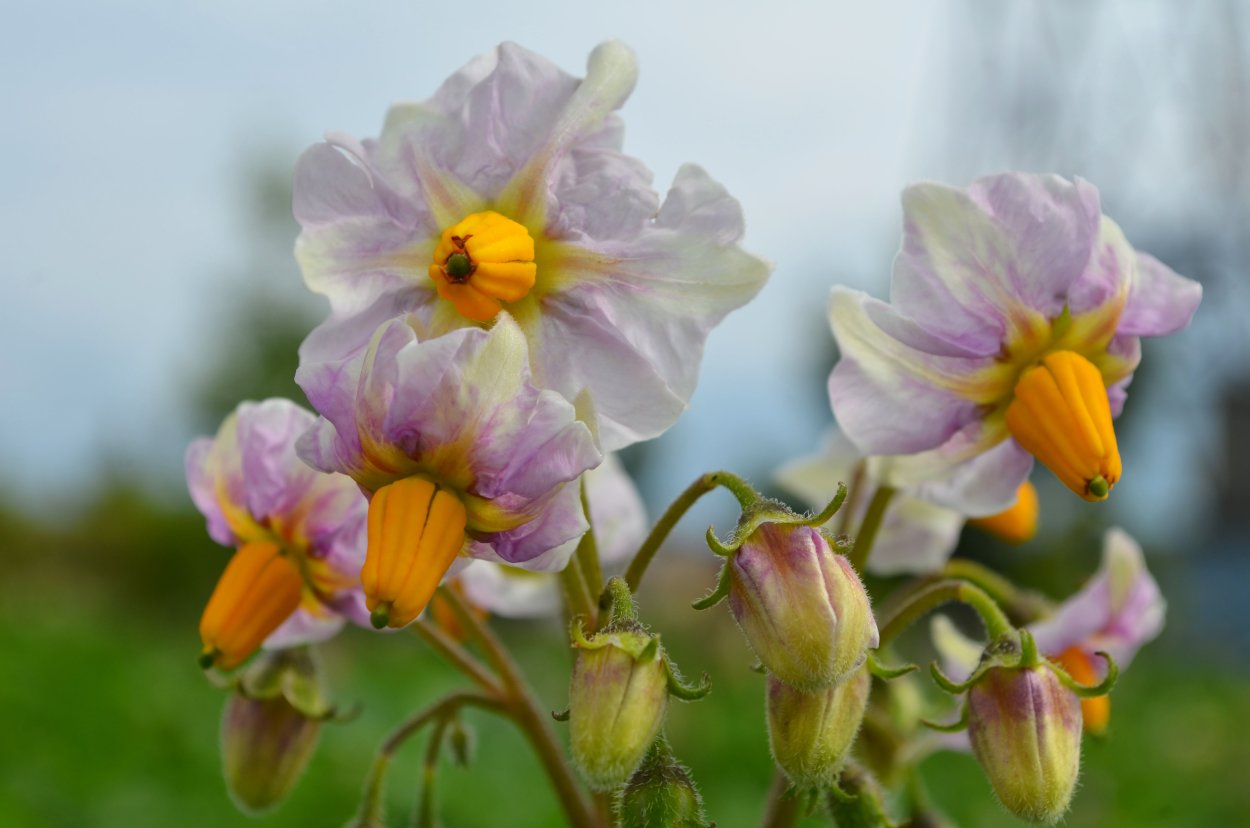 Цветущая картошка