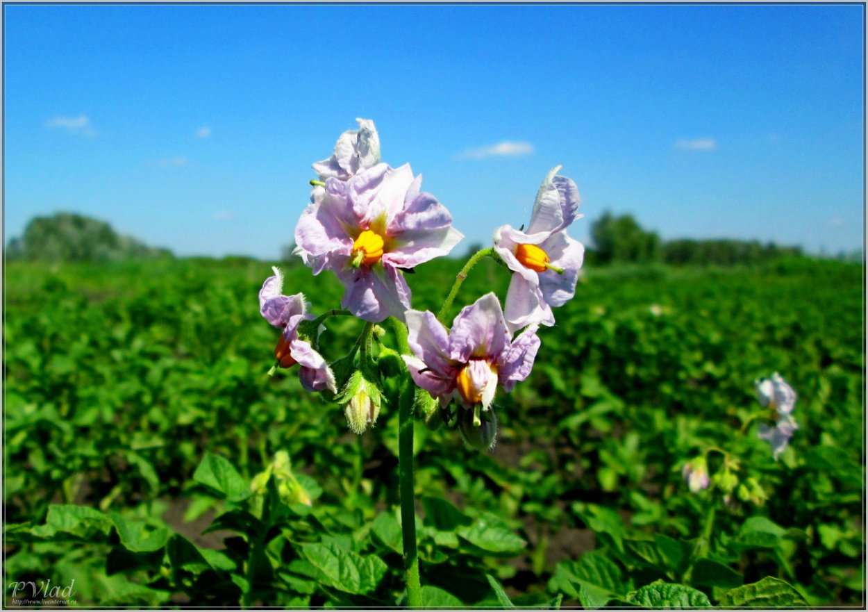 Цветение картофеля Синеглазка