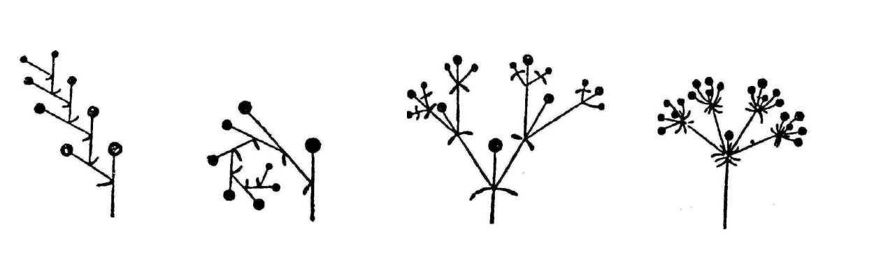 Травянистые Пасленовые