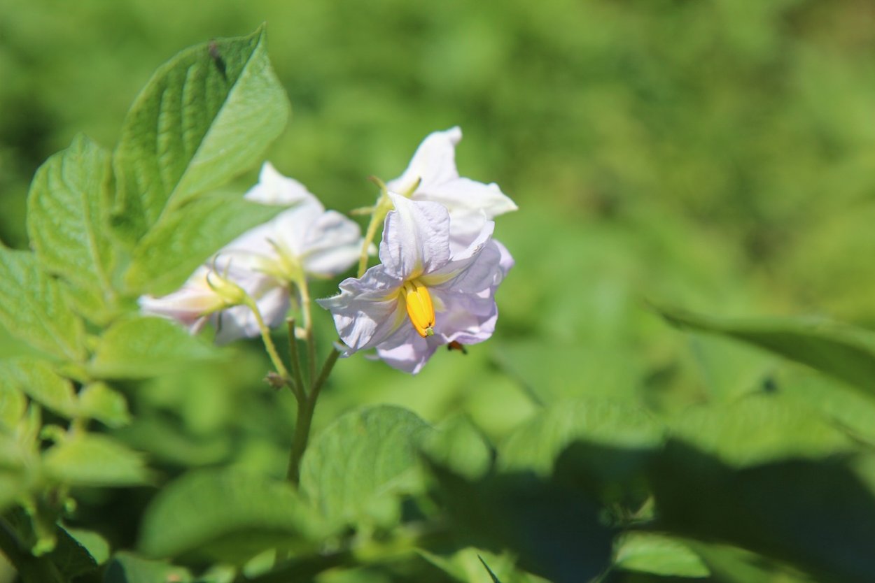 Картофель цветковое растение